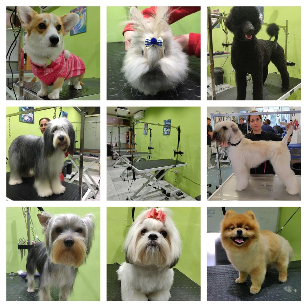 Pet House Malta. Grooming Service